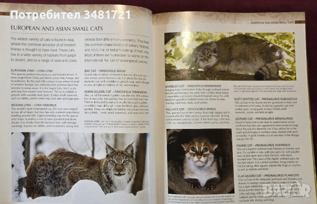 Енциклопедия на котките / Encyclopedia of Cats, снимка 3 - Енциклопедии, справочници - 53748636