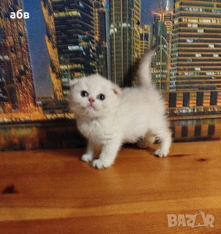 Златно клепоухо момче колорпойнт , снимка 4 - Британска късокосместа - 53184633