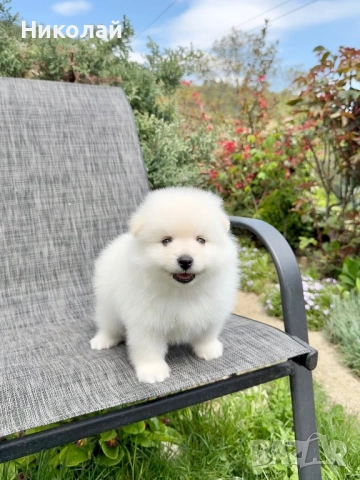 Померан момче. Померанче, снимка 2 - Померан - 54252969