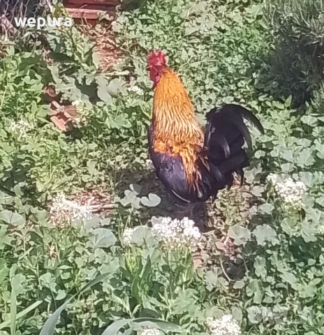 Японски петли за разплод хоби японски кокошки токачки