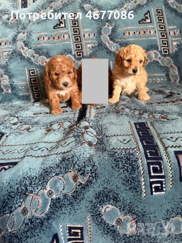 Той пудели момчета и момичета