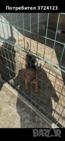 Балканкско гонче, снимка 2 - Гонче - 53956297