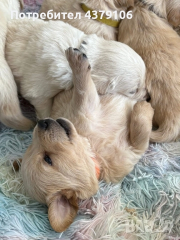 Голдън ретривър момче родословен баща, снимка 10 - Голдън ретривър - 52909387