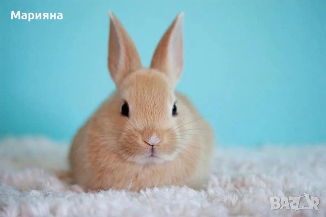 Декоиративно зайче