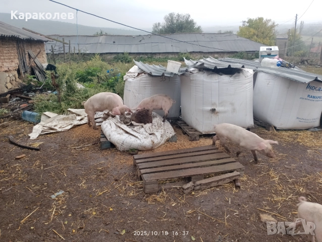 Прасета за угояване и банкети, снимка 5 - Прасета - 52101419