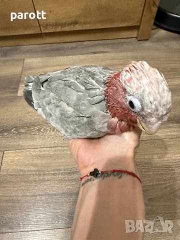 Ръчно хранено Розово Какаду, снимка 6 - Папагали - 53982160