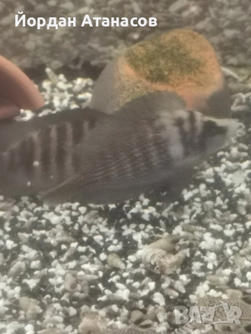 Танганийски цихлиди, снимка 5 - Рибки - 53622764