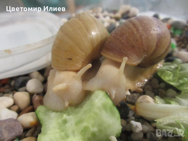 Гигантски африкански охлюви, снимка 2 - Други животни - 51624191