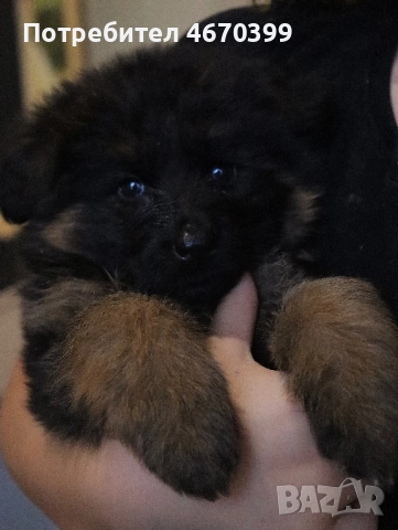 Немска Овчарка, снимка 2 - Немска овчарка - 52673563