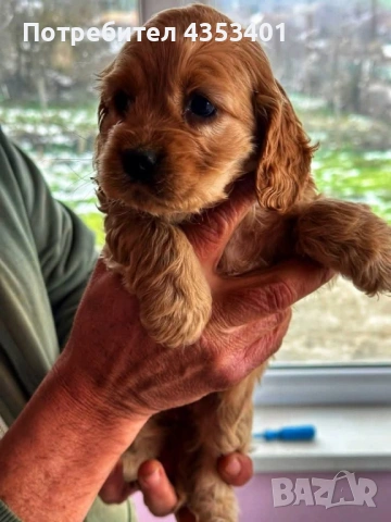 продават се, снимка 11 - Кокер шпаньол - 53135236