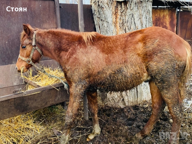 Хафлингер , снимка 2 - Коне - 53022487