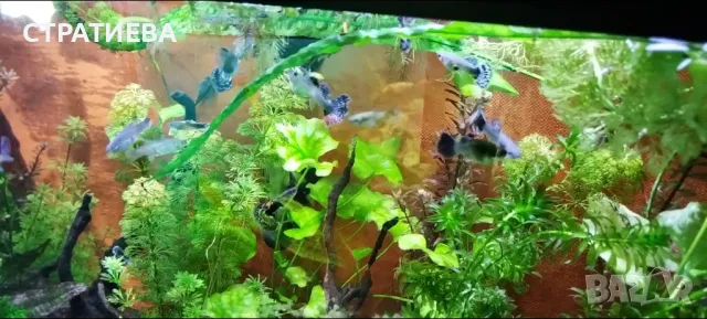 Гупи отглеждани в домашни условия., снимка 5 - Рибки - 50004944