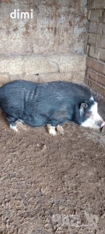 Продавам Виетнамски Нерез 100кг, снимка 2 - Прасета - 52661640