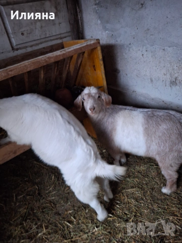 Продавам две женски ярета, снимка 10 - Кози - 53217317