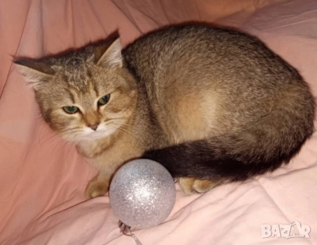 Британско котенце, коте цвят агути, британска котка , снимка 2 - Британска късокосместа - 52563779