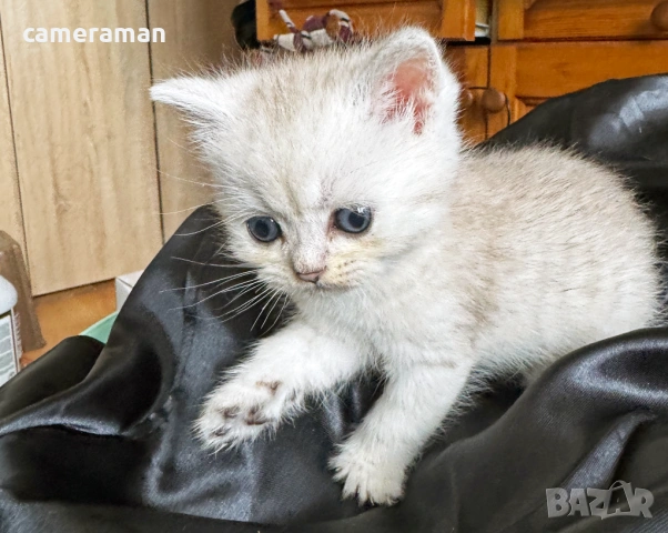 Сребърна чинчила- шотландко правоухо коте., снимка 2 - Чинчили - 53399242