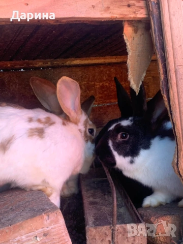 Зайци 6 месеца., снимка 4 - Други - 53534770