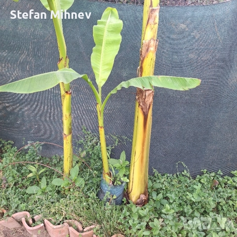 банан муса баджо студоустойчив