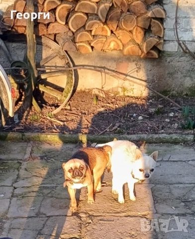 Мини чихуахуа , снимка 9 - Чихуахуа - 52620684