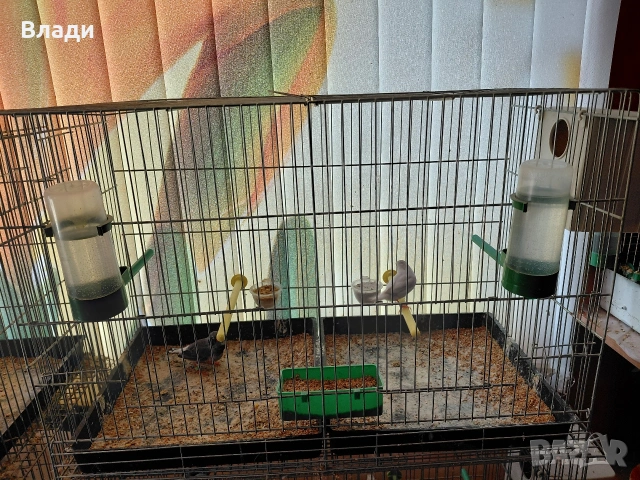 Зеброви амадини джъмбо, снимка 2 - Амадини - 54250789