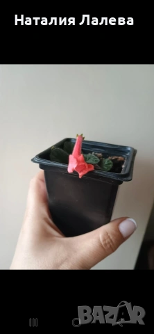 Мини синингия, sinningia Amigo fide, снимка 3 - Стайни растения - 54288152