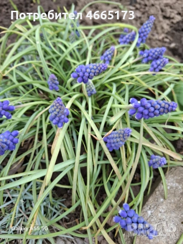 Растение/Цвете Мускари , снимка 2 - Градински цветя и растения - 54060101