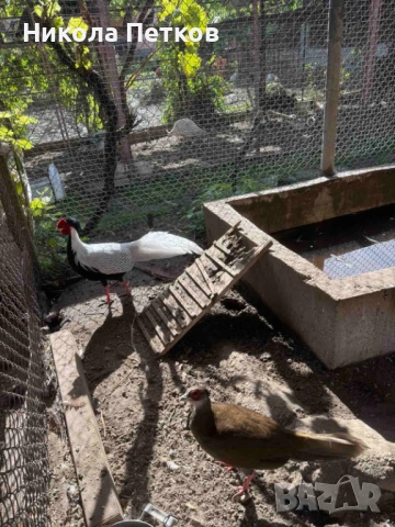 Сребърен фазан, снимка 3 - други­ - 52029103