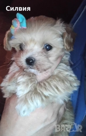 предлагам малтипу момченце , снимка 2 - Пудели - 53536366