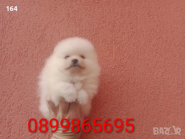 Померани. Момиче и момче. Реални снимки от 08.02.26 г., снимка 4 - Померан - 53324476