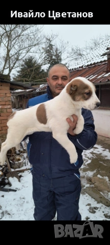 Алабай, снимка 3 - Алабай - 53472698