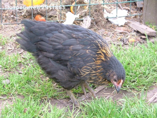 Ярки Супер Харко на четири месеца , снимка 4 - Кокошки и пуйки - 52967909