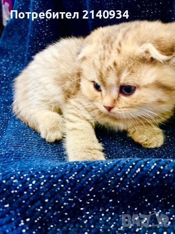 Шотландски клепоухи котенца – златна чинчила. Scottish fold, снимка 11 - Чинчили - 52931535