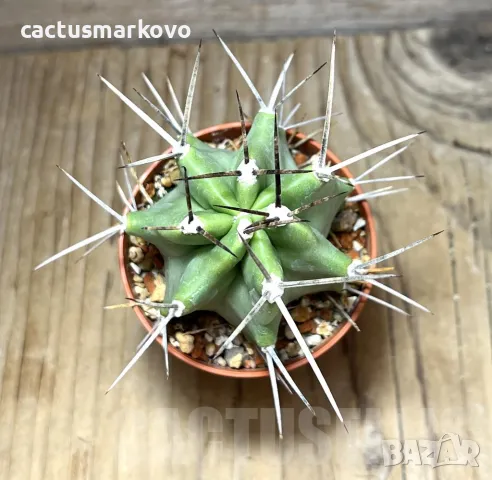 Echinocereus triglochidiatus, снимка 2 - Градински цветя и растения - 46915044