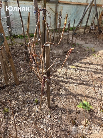 Хортензия , розова , снимка 4 - Разсади - 53745083