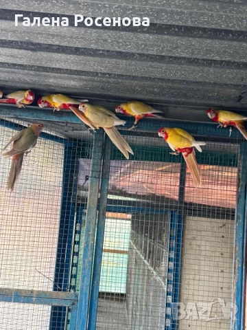 Пенантови розели, снимка 5 - Папагали - 51472697