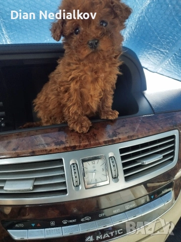 Пудел Tea Cup , снимка 2 - Пудели - 53707333