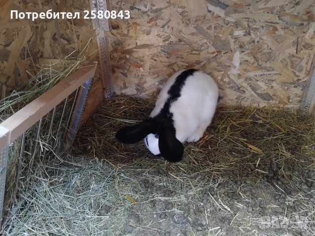 Зайци немска пеперуда чисти, снимка 2 - Други - 54154671