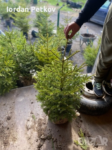 Смърч, Ела , Бор, снимка 2 - Градински цветя и растения - 52666584