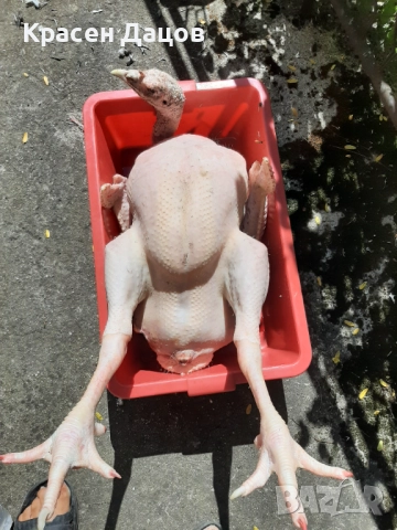 Домашни пуйки, снимка 4 - Кокошки и пуйки - 52704907