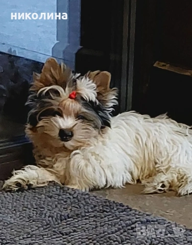 продавам йоркширски териери , снимка 6 - Йоркширски териер - 53470966