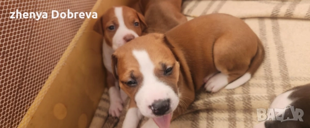 Американски питбул, снимка 6 - Питбул - 52500360