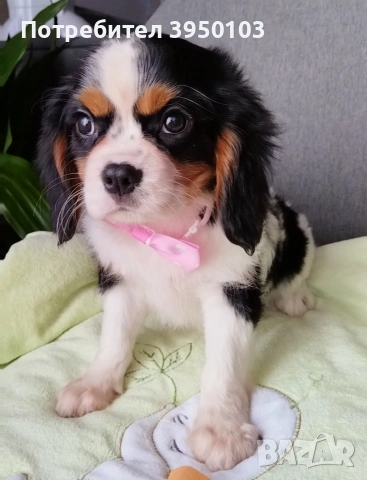 Кавалер Кинг Чарлз шпаньол момиченца, снимка 2 - Кавалер кинг чарлз шпаньол - 53535164
