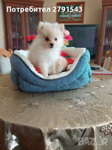 померан померанче , снимка 1