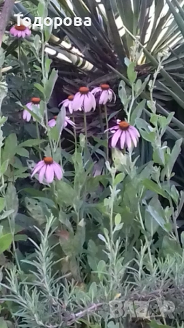 обикновен горски  божур, снимка 2 - Сортови семена и луковици - 36684765