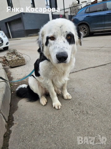 Младо куче търси своя дом!, снимка 8 - Други - 52008103