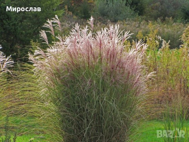 Продавам декоративна трева Мискантус, снимка 11 - Градински цветя и растения - 45733514