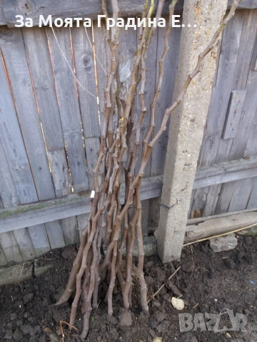 Плодни дръвчета - Микс обява , снимка 5 - Градински цветя и растения - 53618283