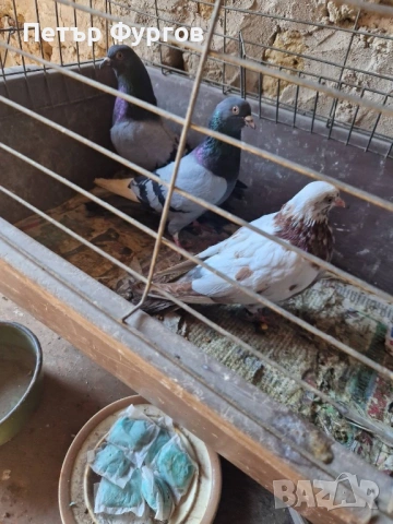 продавам  типлери, снимка 5 - Гълъби - 53440179