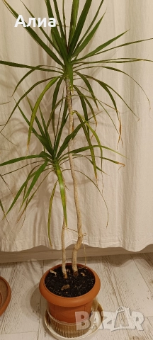 Драцена маргината и Драцена фрагранс, снимка 10 - Стайни растения - 42065724