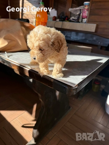 Продавам мини пудел